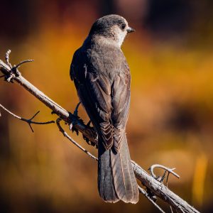 Photography for Beauty and Cosmetics Brands